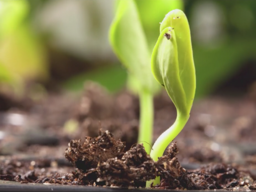 Spring Garden Pictures